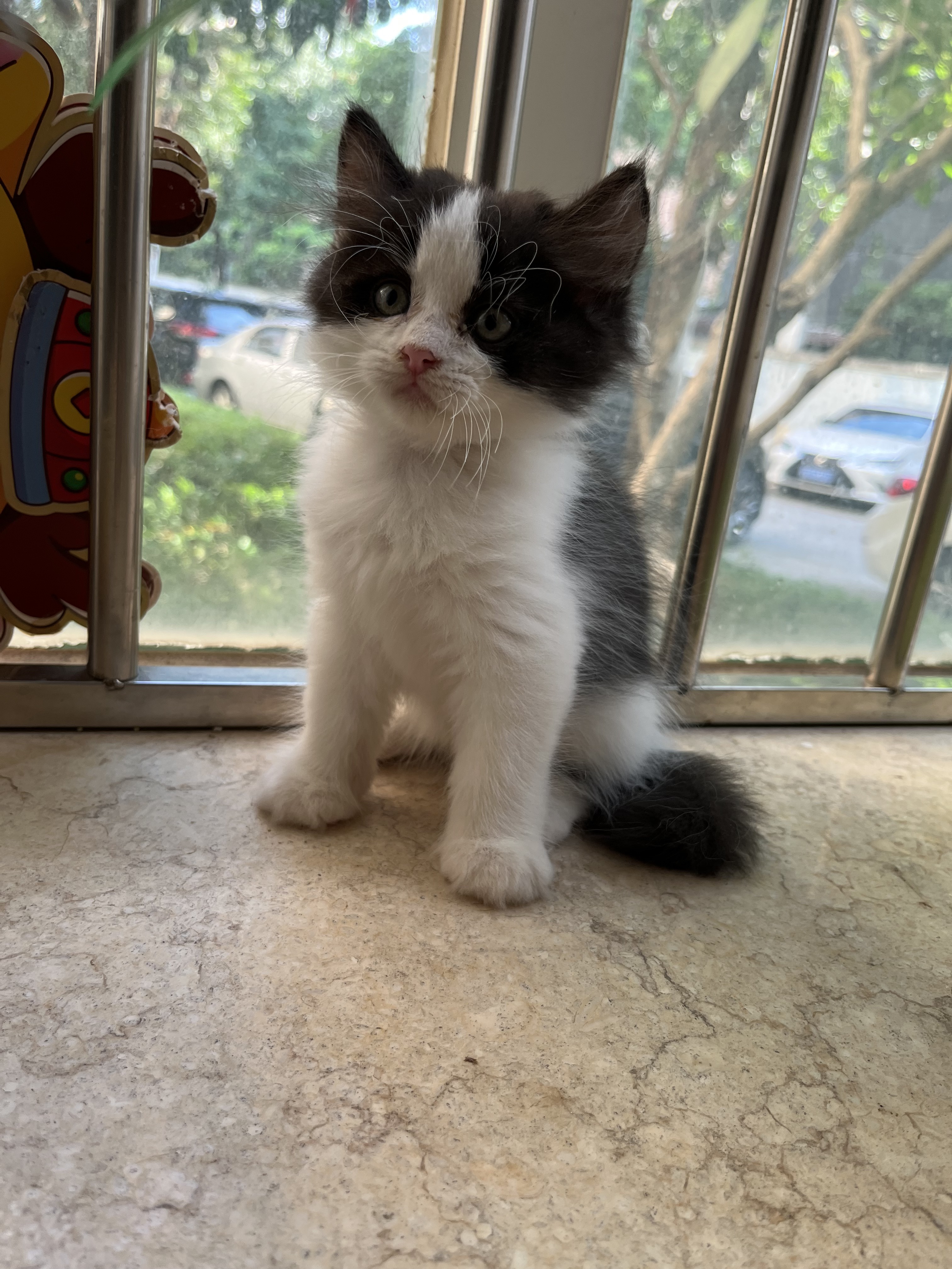 长毛五粉奶牛猫